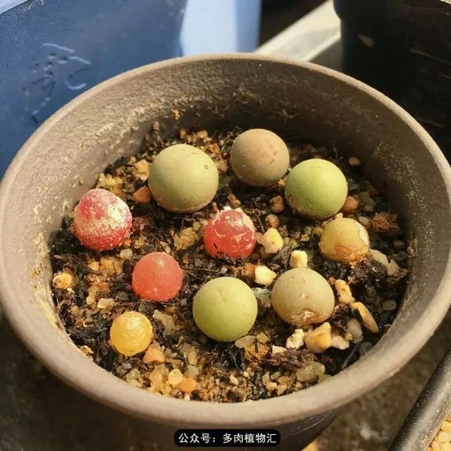 听说这段时间，肉友都在疯狂手撕屁屁？别了吧，再撕屁屁就烂了！