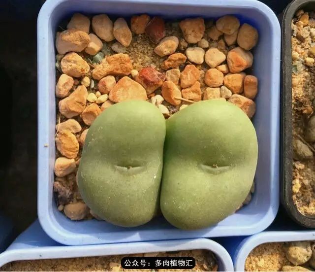 听说这段时间，肉友都在疯狂手撕屁屁？别了吧，再撕屁屁就烂了！