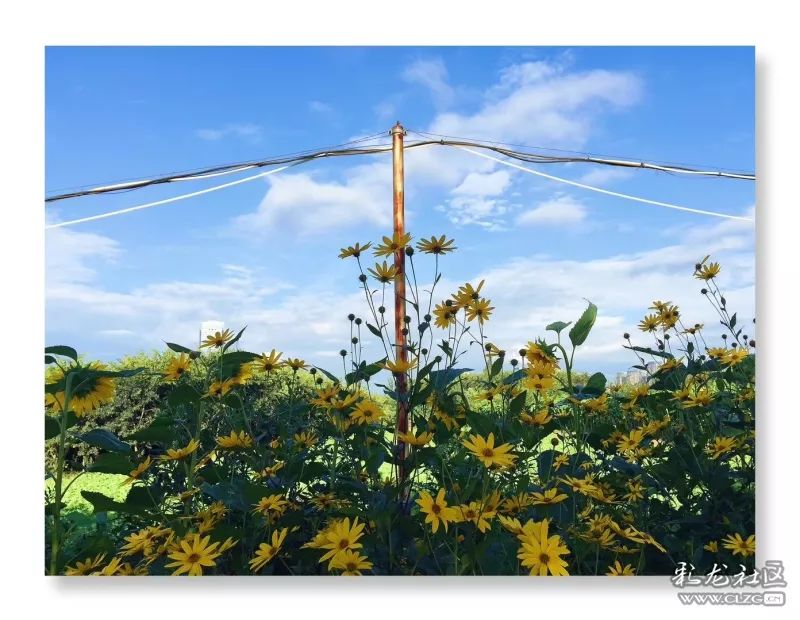 云南昆明花之都鲜花,昆明鲜花之都