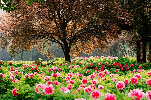 璞鍙ら兘涔嬬編,璞娌冲崡鍙戠幇涓嶄竴鏍风殑涓師涔嬬編