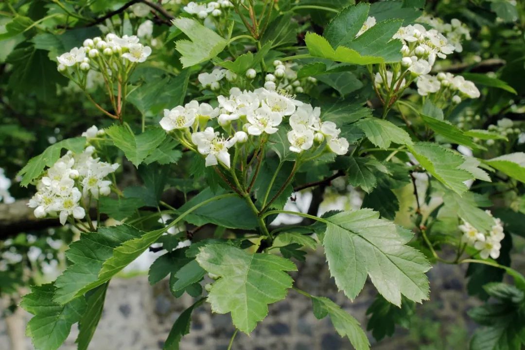 石楠树上花纷纷,路上行*欲人**断魂