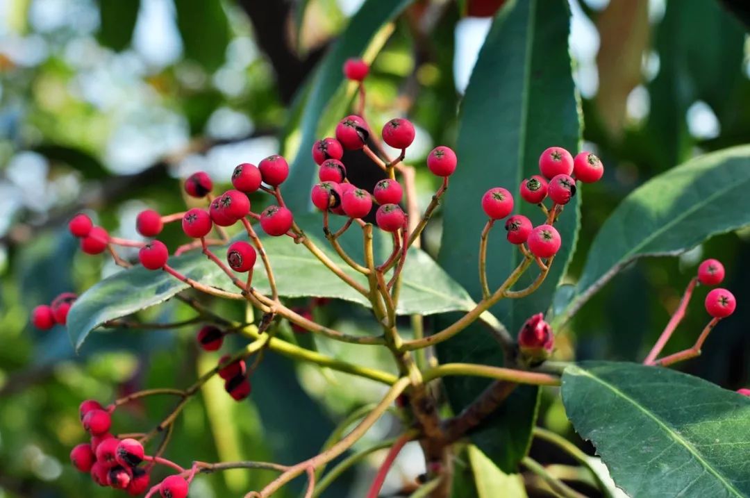 石楠树上花纷纷,路上行*欲人**断魂