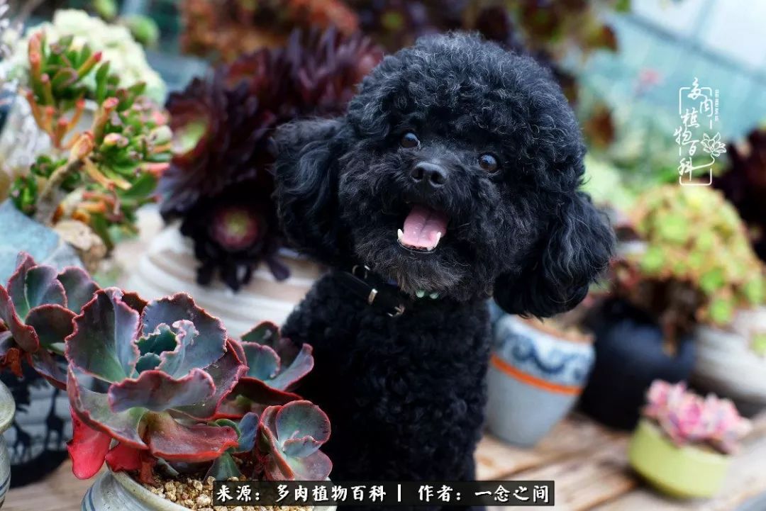 天敌Or天使：多肉与萌宠共处一室，究竟是谁的幸与不幸?