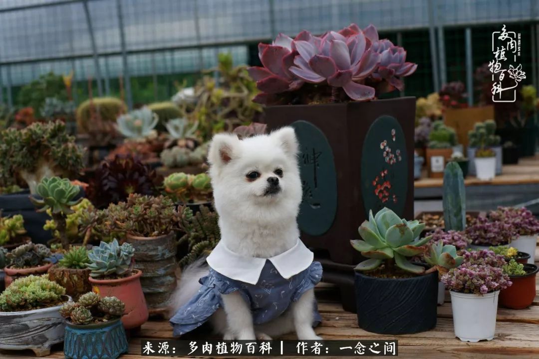 天敌Or天使：多肉与萌宠共处一室，究竟是谁的幸与不幸?