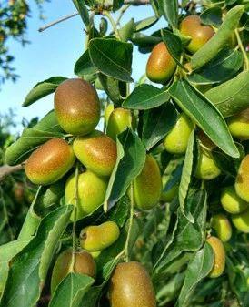 黄李强段淑敏:枣想告诉你|红枣期货上市必知小知识!