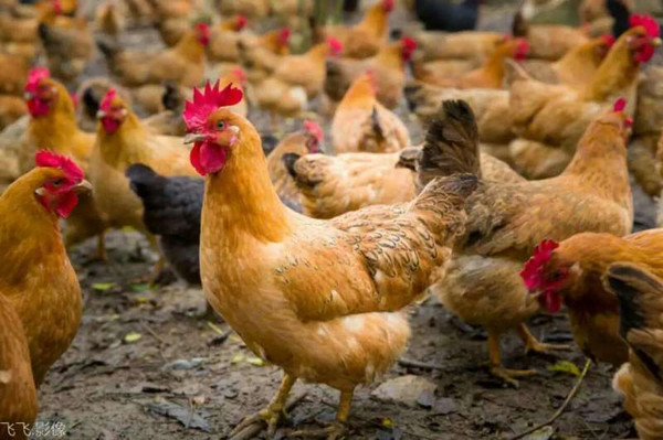 网上出了旅游手撕鸡