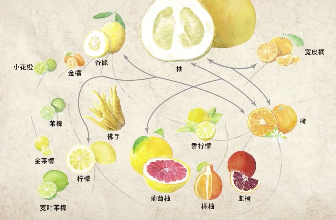 凌晨私奔、一夫六妻，水果圈的戏码你根本想不到