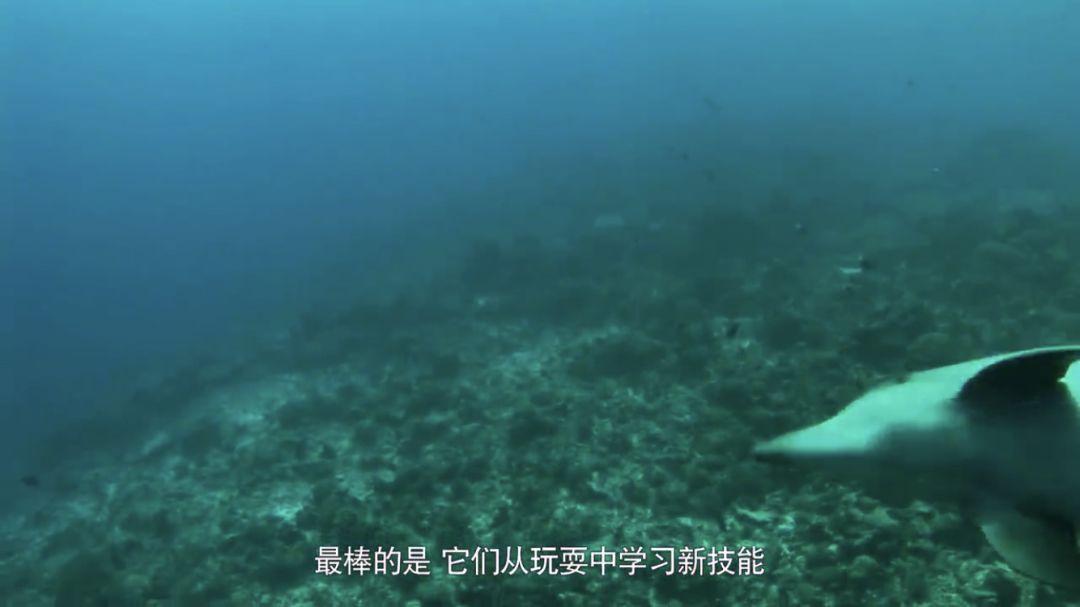 100个早教资源合集,儿童早教外教动画推荐