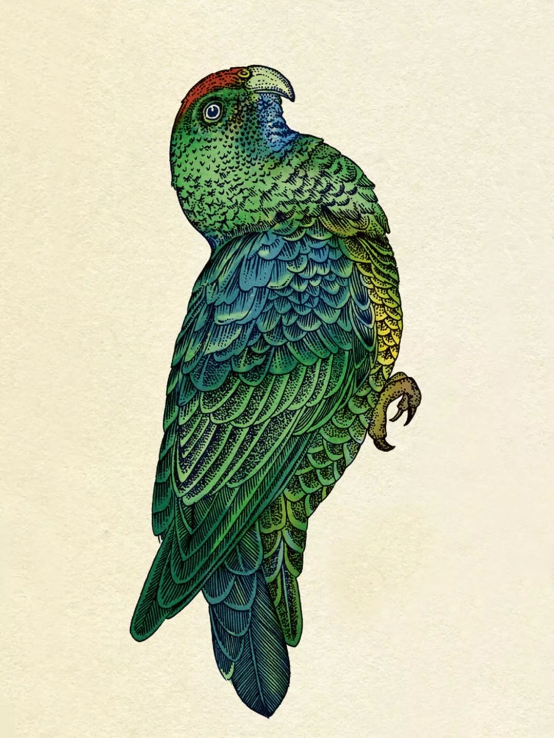 堪称一绝的野生动物画,世界动物画谱