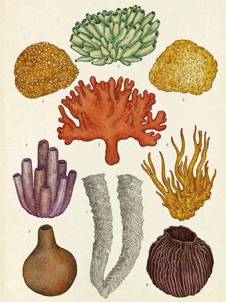 堪称一绝的野生动物画,世界动物画谱