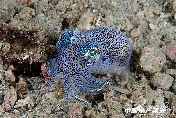 你会区分章鱼鱿鱼墨鱼和乌贼吗,八爪鱼章鱼鱿鱼墨鱼乌贼的区别