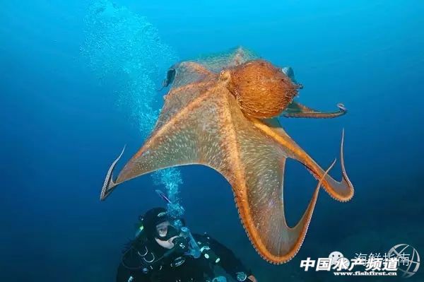 你会区分章鱼鱿鱼墨鱼和乌贼吗,八爪鱼章鱼鱿鱼墨鱼乌贼的区别