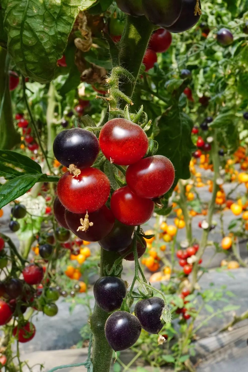 文安鲁能酒店团购,文安鲁能希尔顿酒店三八节自助餐