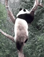 熊猫萌到什么程度,熊猫萌