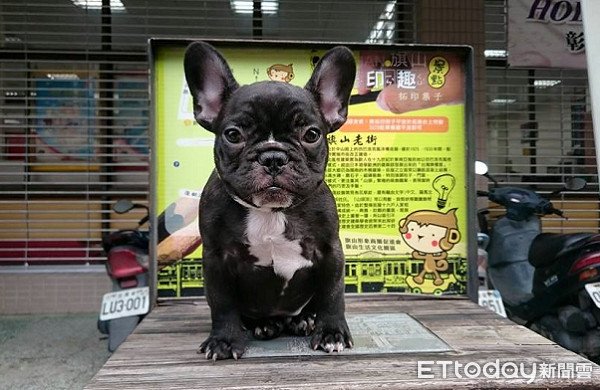 法斗被打崩溃视频合集,法斗拉屎拉笼子里怎么办