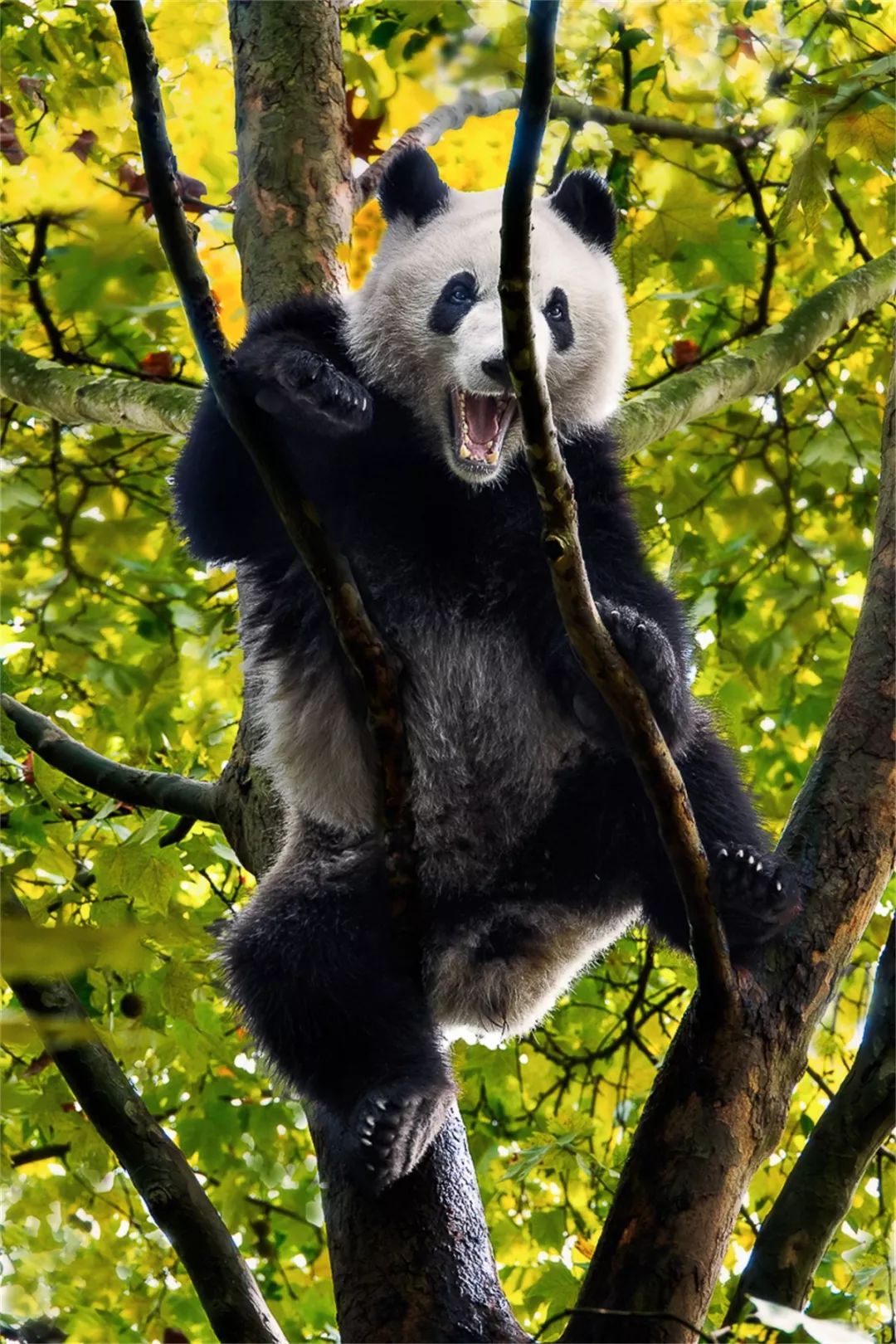 你才可爱你全家都可爱出处,你才可爱你全家都可爱怎么回