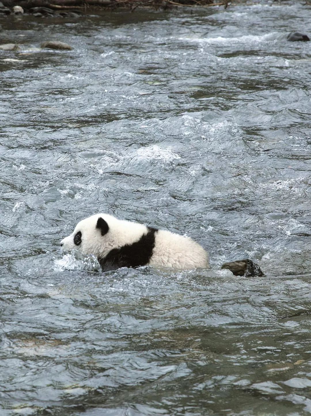 熊猫萌啦,熊猫萌化