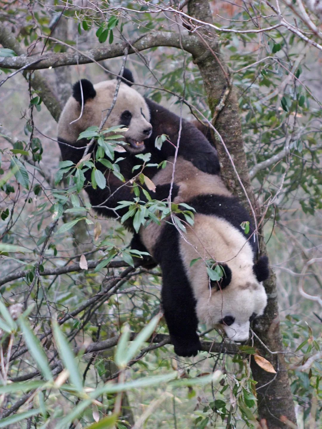 熊猫萌啦,熊猫萌