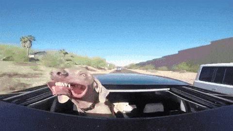 我英语不好你会说中文吗怎么说,myenglishispoor哪来的说法