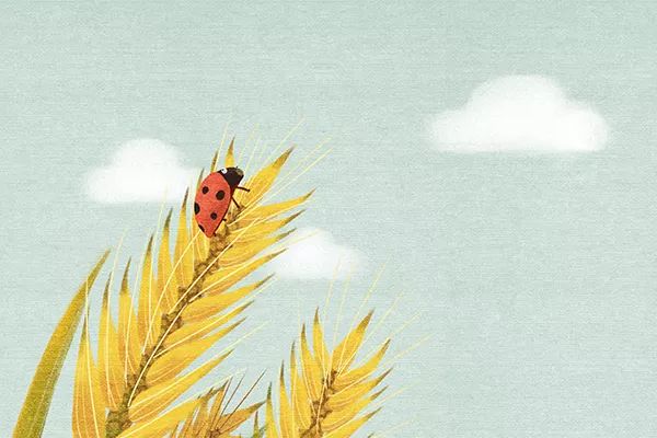 陈忠实的初夏,陈忠实的中篇小说初夏