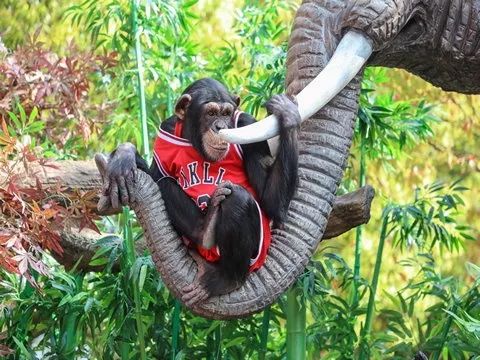 上海野生动物园游览攻略,上海野生动物园的旅游路线示意图