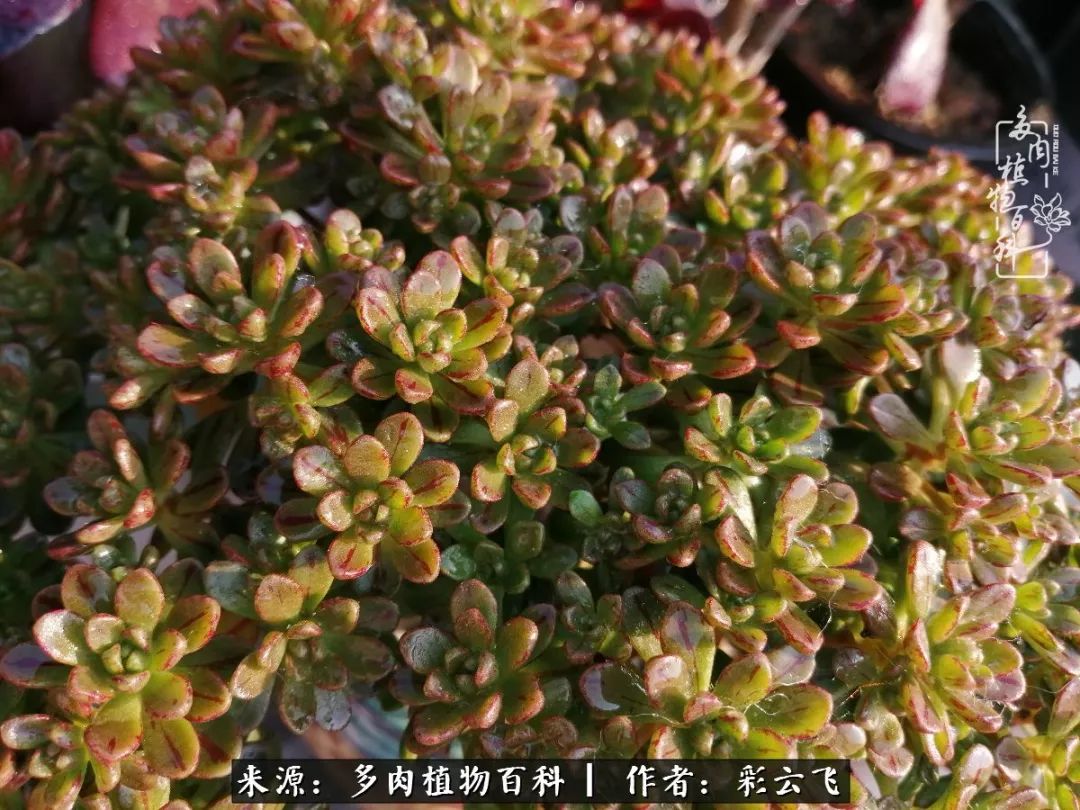 爱春天,爱阳光,爱法师!让我们一起跳法师坑吧!