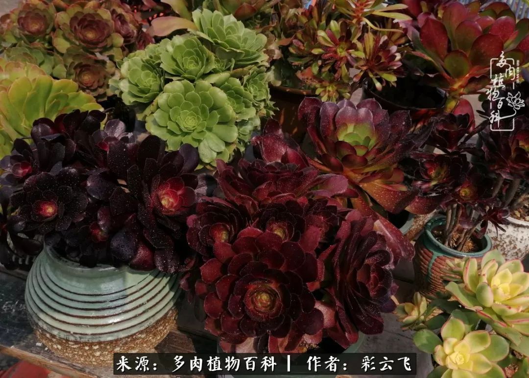 爱春天,爱阳光,爱法师!让我们一起跳法师坑吧!