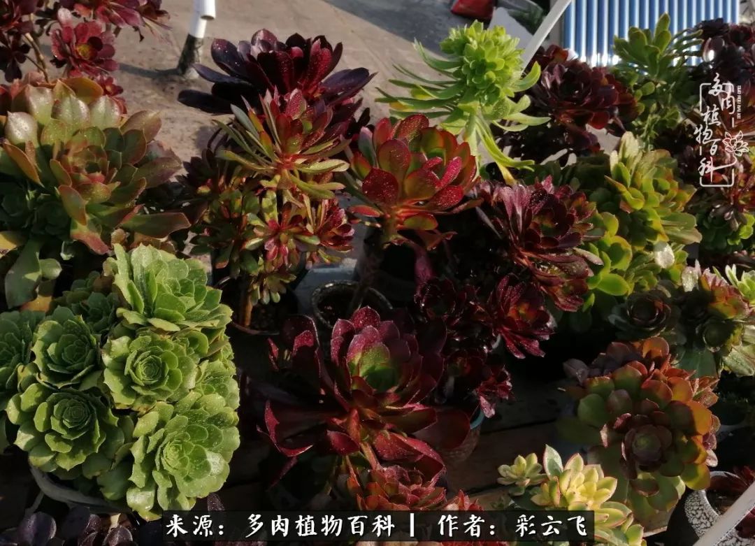 爱春天,爱阳光,爱法师!让我们一起跳法师坑吧!