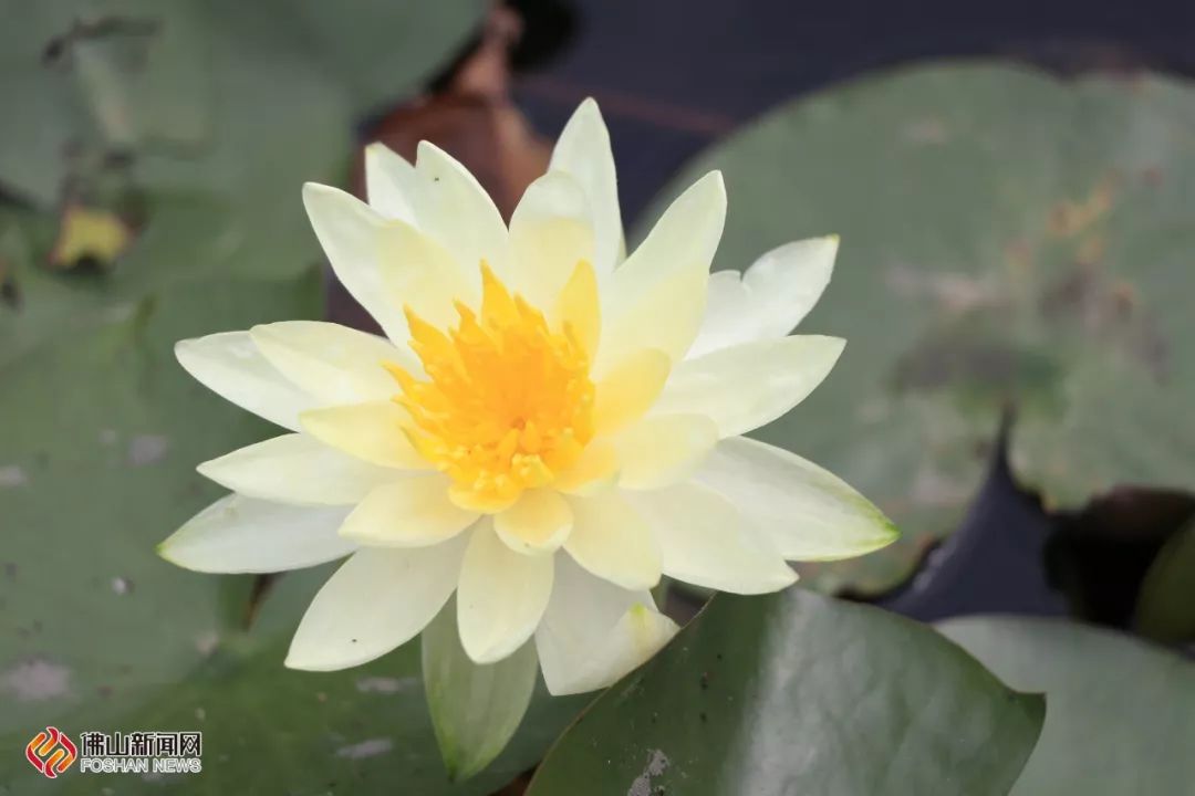 佛山亲子游好去处免门票花海,佛山儿童公园游玩攻略