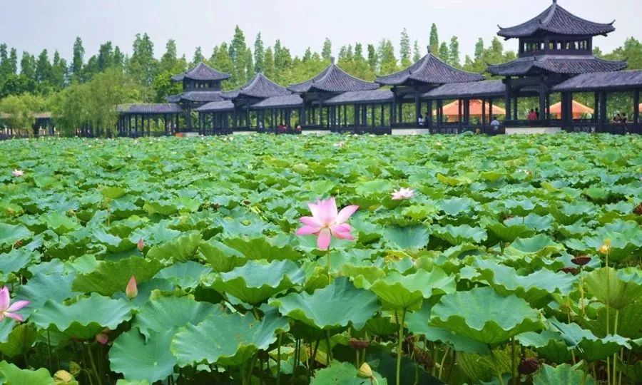 佛山南海区地铁沿线游玩好去处,佛山南海顺德一天游攻略