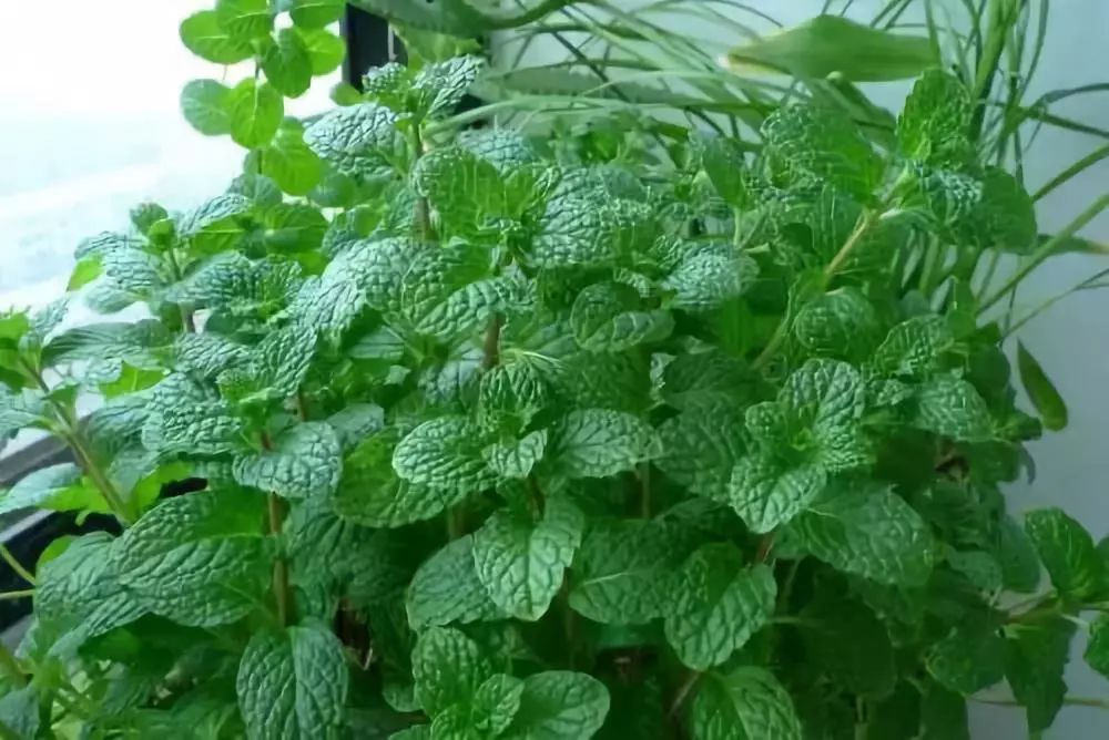 止痒消肿蚊虫膏泰国,泰国防蚊子药膏