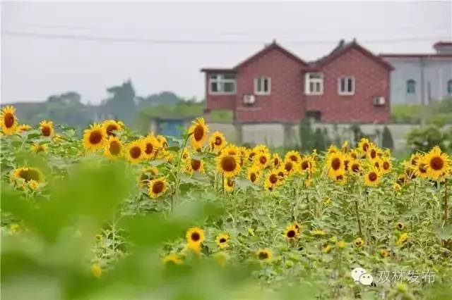 已爆满！刚刚湖州这个景区发出紧急通知，请前往周边游玩