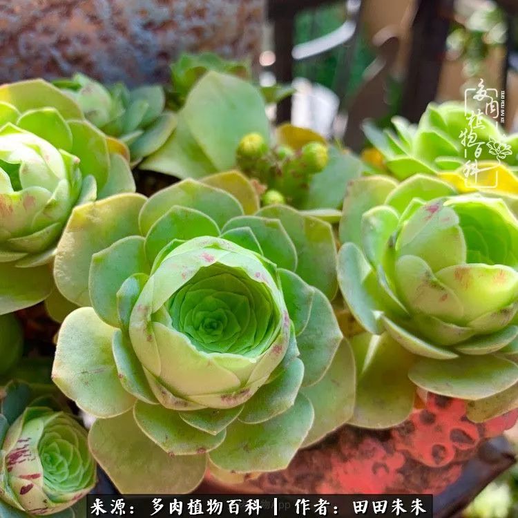 玫小青,7月份了山地玫瑰该怎么养