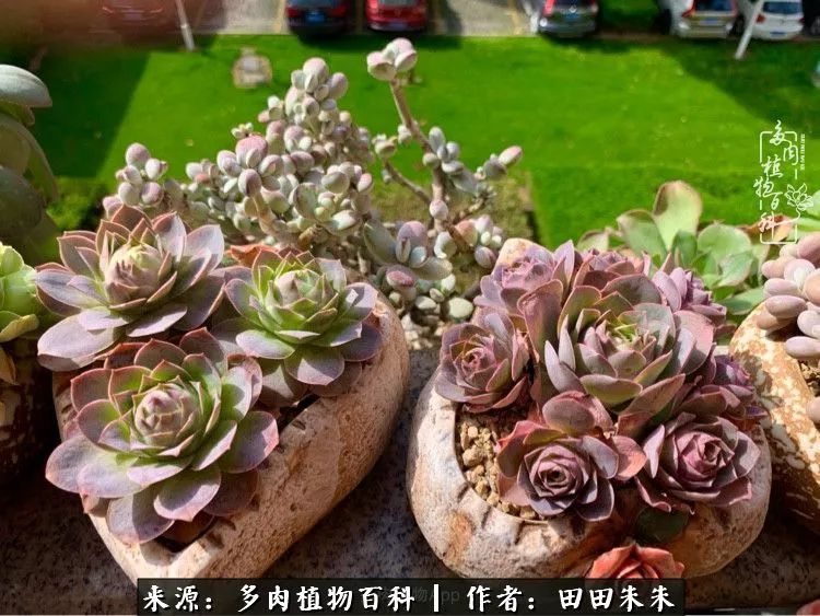 山地玫瑰爆侧芽要怎样养护,适合新手养的山地玫瑰