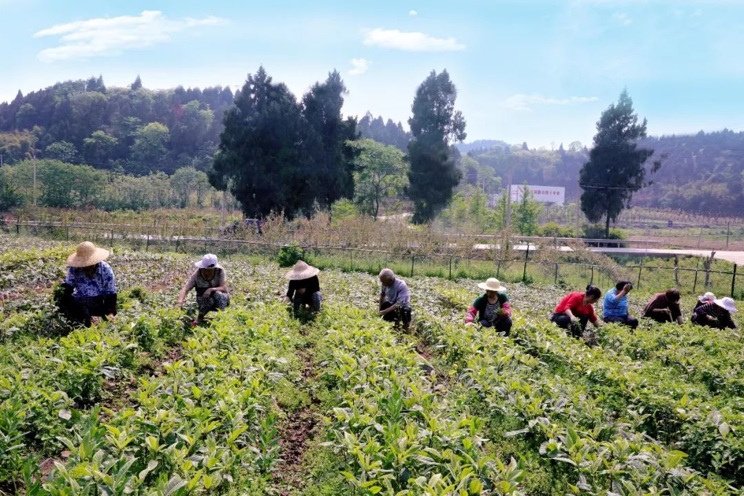 简阳电视台现场直播中华龙舟赛,中华龙舟大赛成都简阳站