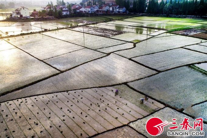 养殖龙虾几月下苗好,五月龙虾正肥时百亩秧苗迎春长