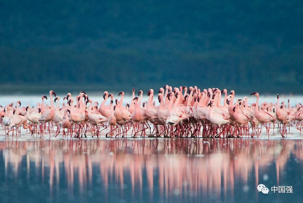 伴随着狂野奢华，用不一样的视角打开动物天堂