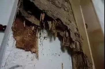 广东下雨后出现的虫子,广东雨后常见的虫子