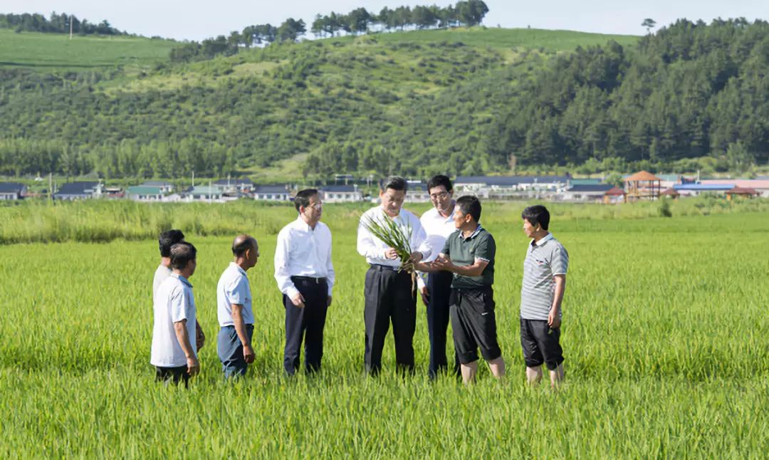 好大米怎么卖,好米怎么蒸粒粒分明
