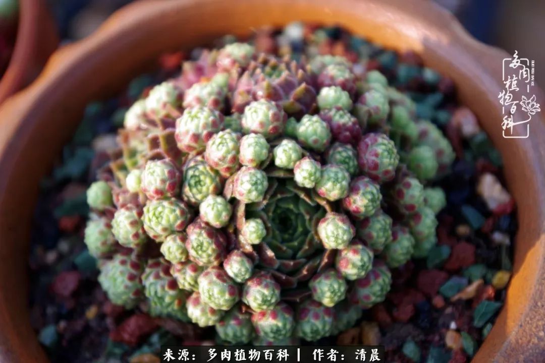 记录多肉开花的美好时光,清晨的多肉图片大全