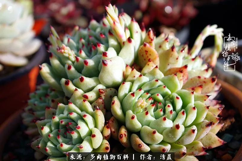 记录多肉开花的美好时光,清晨的多肉图片大全