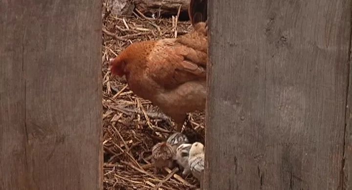 乡村振兴巡礼工程,乡村振兴整合产业资源