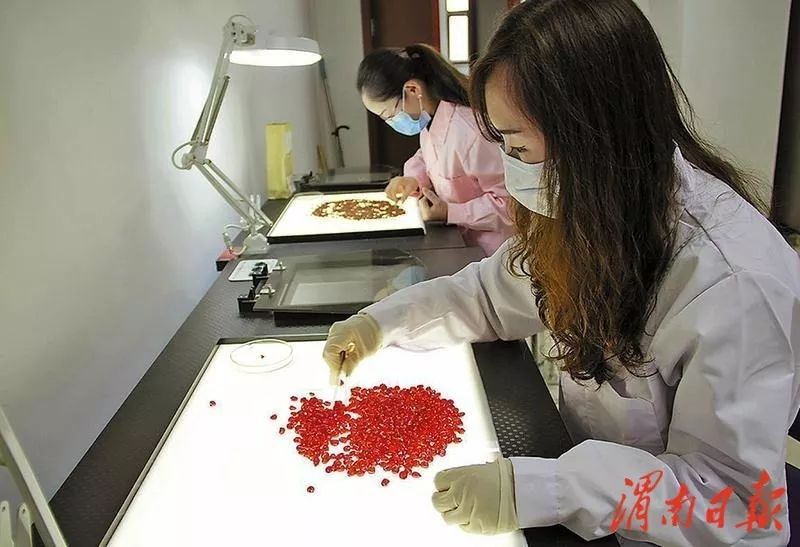 甘肃全力推动现代种业转型,聚焦优势特色产业现代种业发展