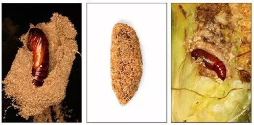 草地贪夜蛾预测及防控技术,草地贪夜蛾爆发期