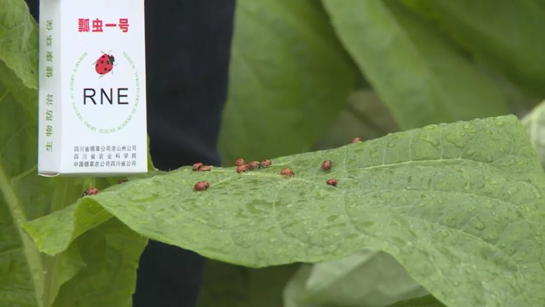 七星瓢虫防治什么病,瓢虫能够防治哪种虫害