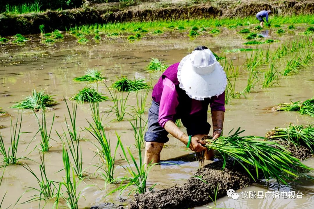 插秧感人的经历,插秧是一年中最重要的事儿
