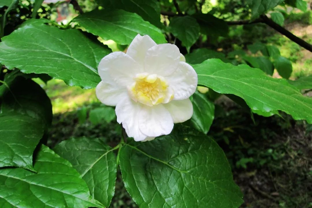 腊梅怎么开花,腊梅开花