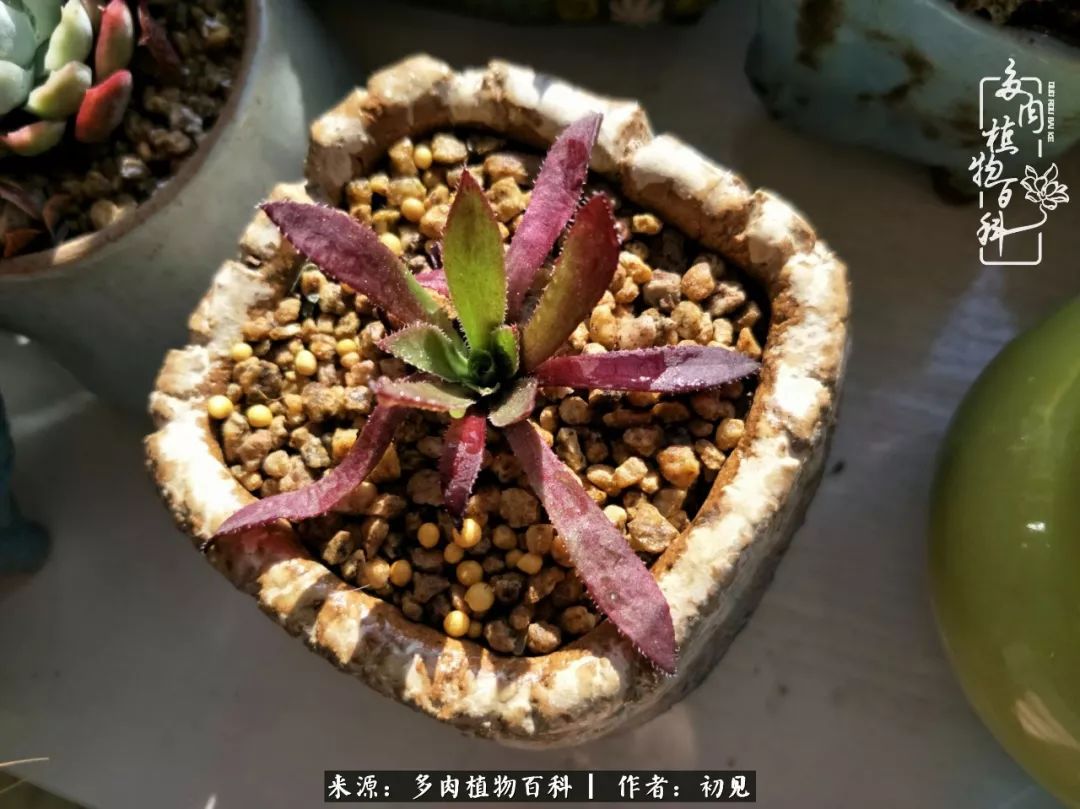 从开始养多肉就对多肉疯狂热爱,多肉美肉控养方法