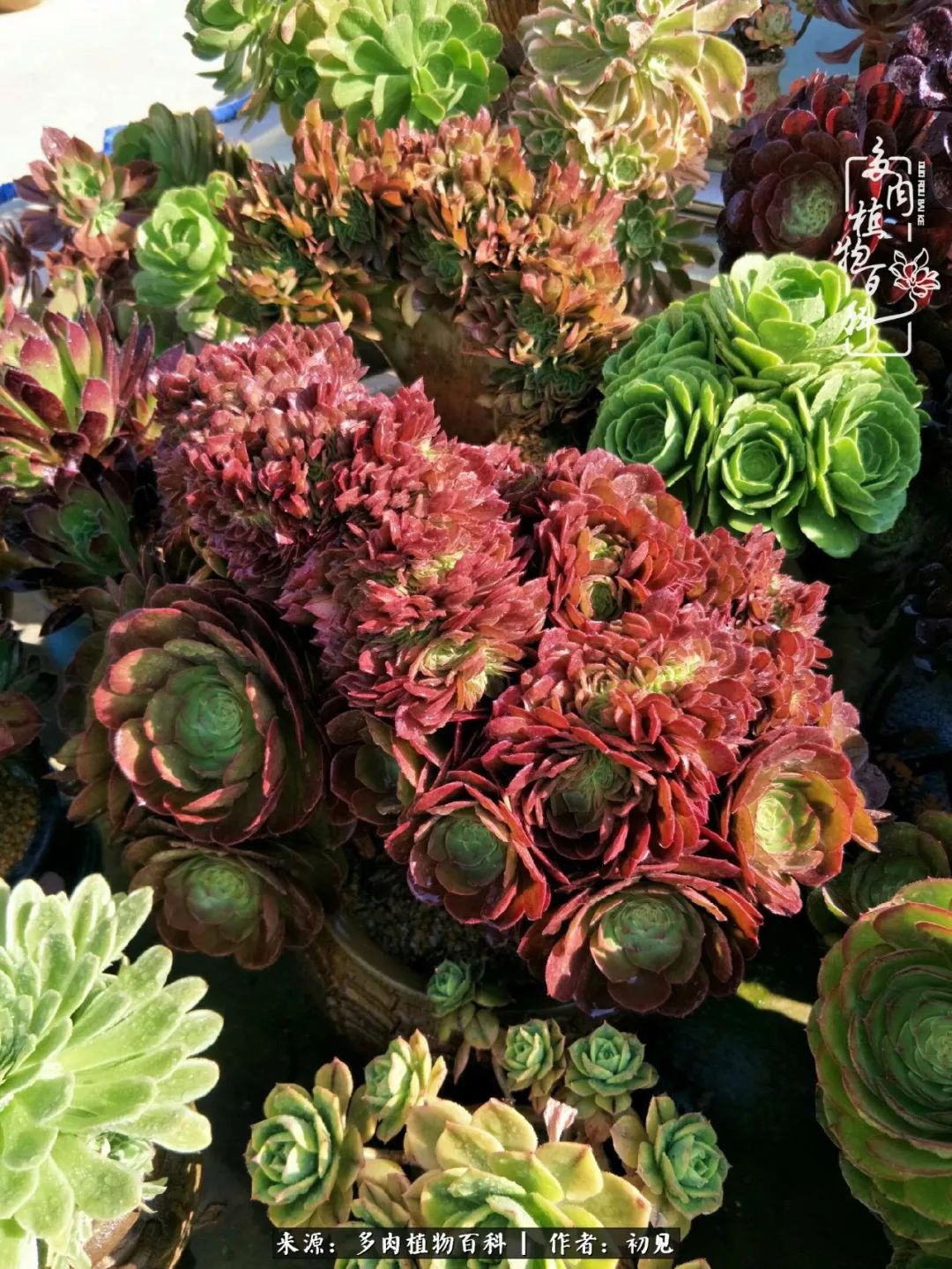 从开始养多肉就对多肉疯狂热爱,多肉美肉控养方法