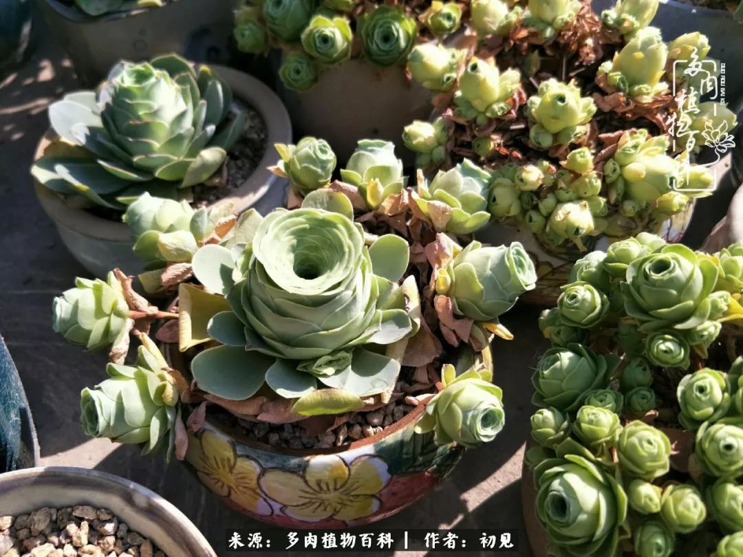从开始养多肉就对多肉疯狂热爱,多肉美肉控养方法